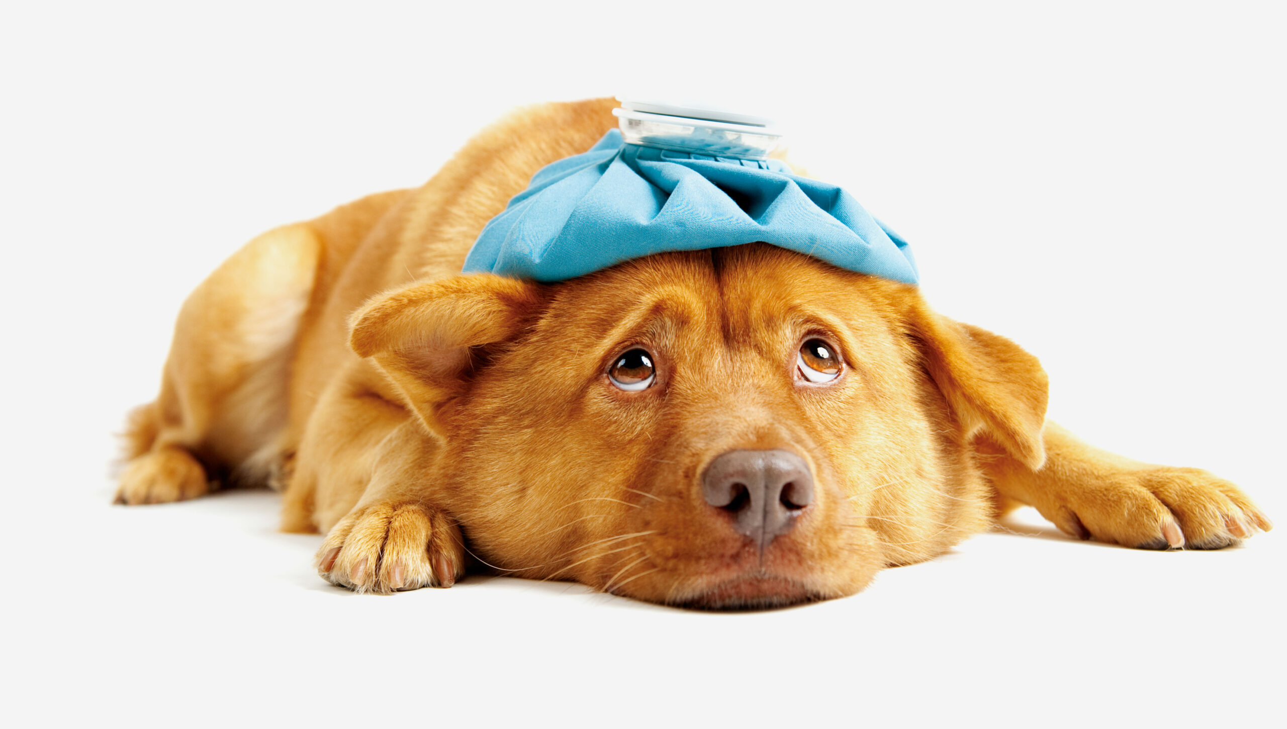 Need-Emergency-Veterinary-Care