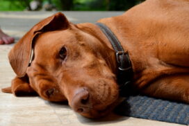 Kennel Cough in Dogs: Symptoms, Treatment, and Prevention