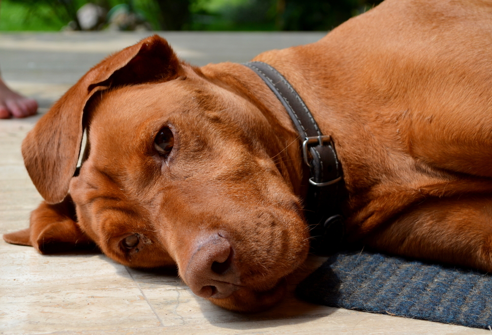 Kennel Cough in Dogs: Symptoms, Treatment, and Prevention