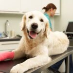 The Difference a Skilled Surgeon Can Make: Why Your Pet Deserves the Best