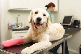 The Difference a Skilled Surgeon Can Make: Why Your Pet Deserves the Best