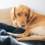 Understanding Pain in Pets: Acute, Chronic, Phantom, and Post-Operative