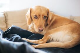 Understanding Pain in Pets: Acute, Chronic, Phantom, and Post-Operative