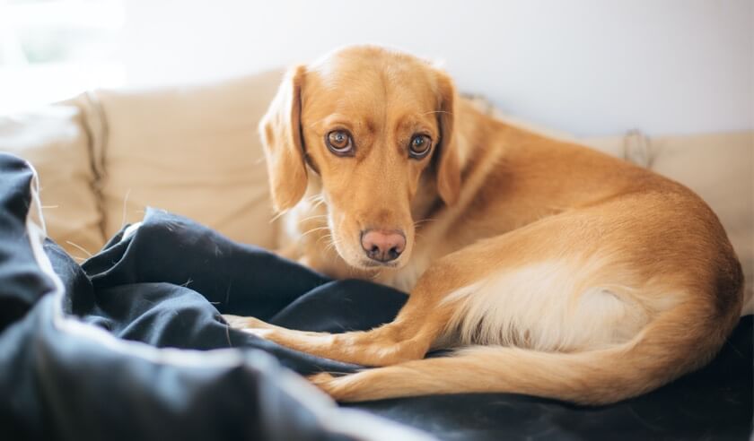 Understanding Pain in Pets: Acute, Chronic, Phantom, and Post-Operative