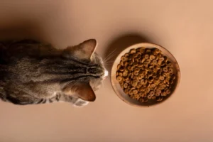 Blogs - Innovo Veterinary Group Nutrition for Cats with Congestive Heart Failure
