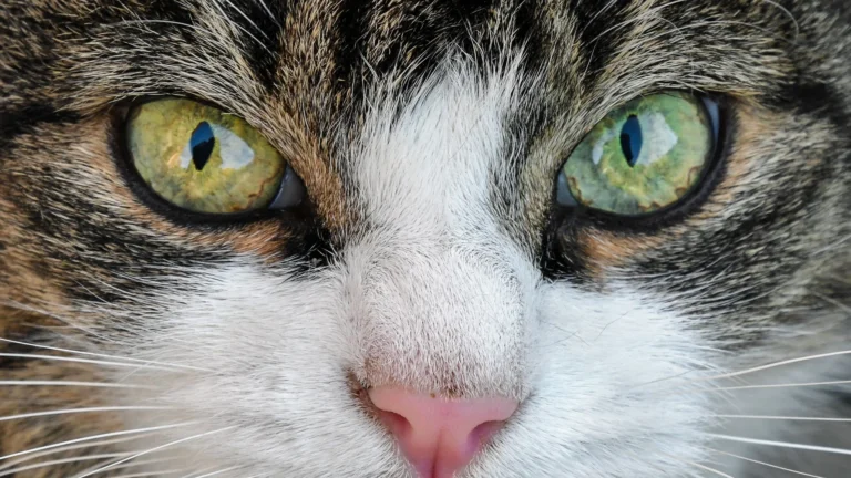 Retinal Detachment in Cats