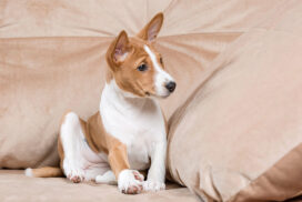Tapeworm Infection in Dogs