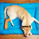 ACL Surgery in Dogs