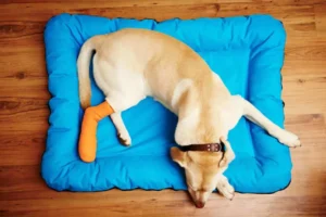 ACL Surgery in Dogs
