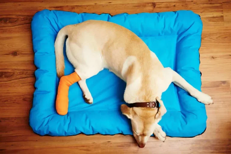 ACL Surgery in Dogs