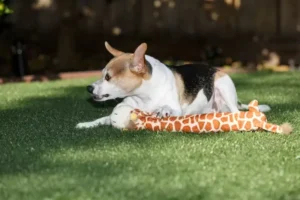Dog Behavior Problems: Aggression - Safety and Management