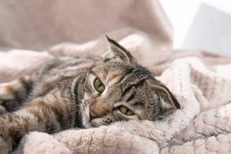 Ibuprofen Poisoning in Cats