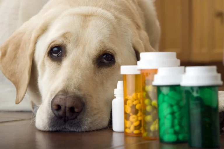 Ibuprofen Poisoning in Dogs