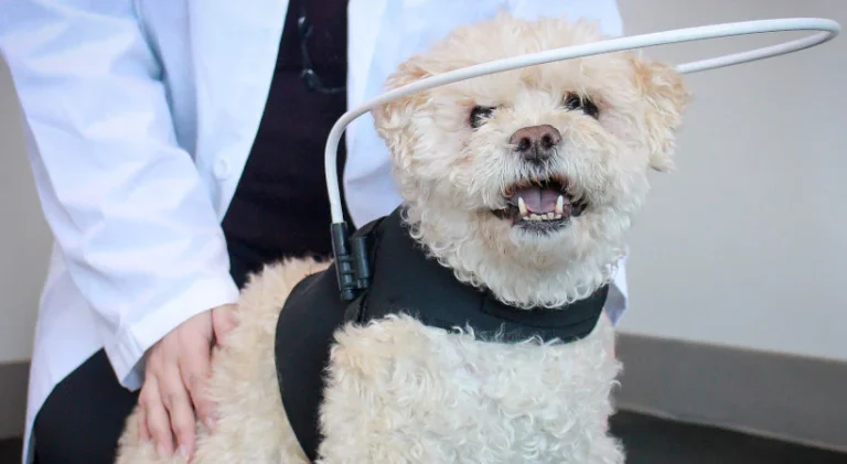 Sudden Acquired Retinal Degeneration Syndrome (SARDS)