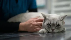 Blogs - Innovo Veterinary Group Tetanus in Cats