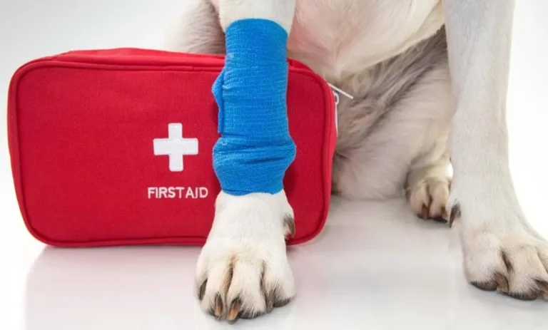 What To Do in a Pet Emergency?