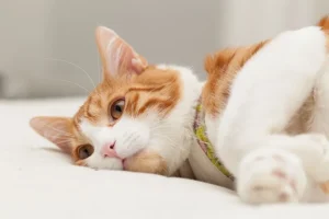 Why Is My Cat Limping? Causes, Treatment, and How to Prevent It