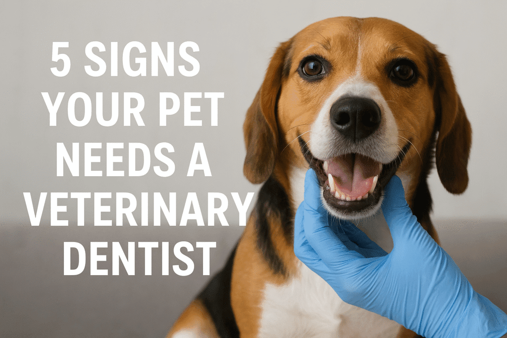 5 Signs Your Pet Needs a Veterinary Dentist - Innovo Vet Group